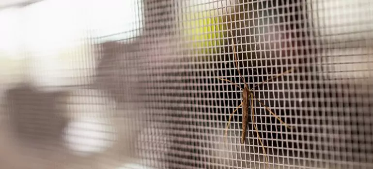 Repair Mosquito Mesh For Windows in Pensacola, FL